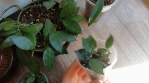 ХОЙЯ вариегатность /сплеш / альбиносы. Посылка №3 Продолжение спустя месяц