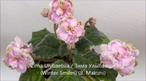 African Violets Blooming in November 2022 - Part 1 - Standards