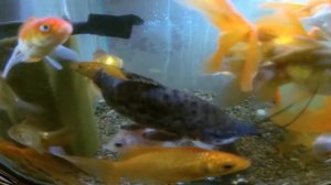 Аквариумная рыбка вуалехвост Аквариумная рыбка вуалехвост