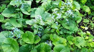 Бруннера/Brunnera/Незабудочник/Как отличить бруннеру и незабудку