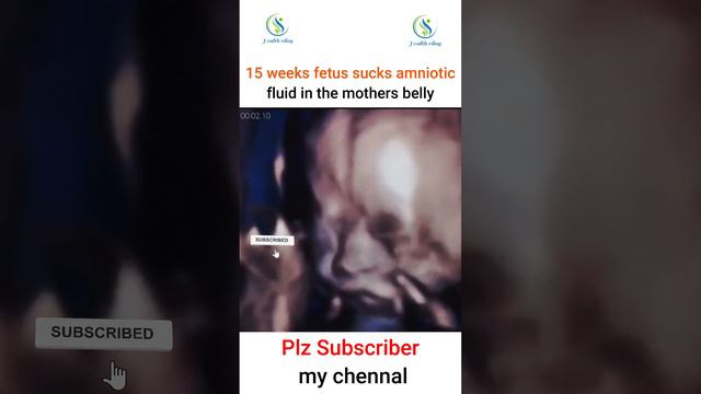 15 weeks fetus sucks amniotic fluid in the mothers belly #pregnant #fetus #suck #amniotic #fluid