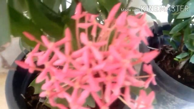 Ixora mini dwarf//miniature ixora plant// best flowering plant смотреть онлайн