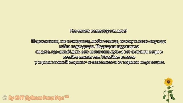 ❓МОЖНО ЛИ ВЫРАСТИТЬ ПОДСОЛНЕЧНИК В САДУ!?