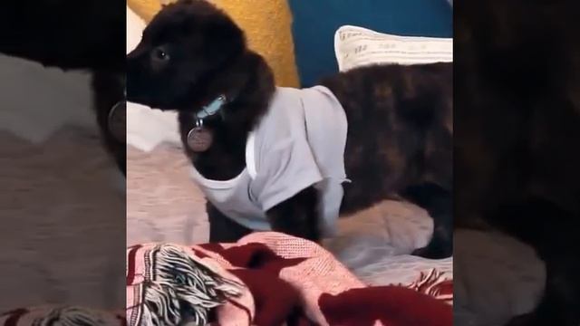 Одежда для собак своими руками! смотреть онлайн