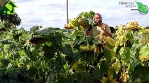 ЧЕСНОЧИЩЕ с КУЛАЧИЩЕ! Самое главное в посадке чеснока - это... глубина посадки!