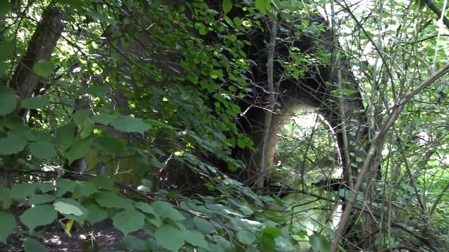 Пирогово. За пределами музея.