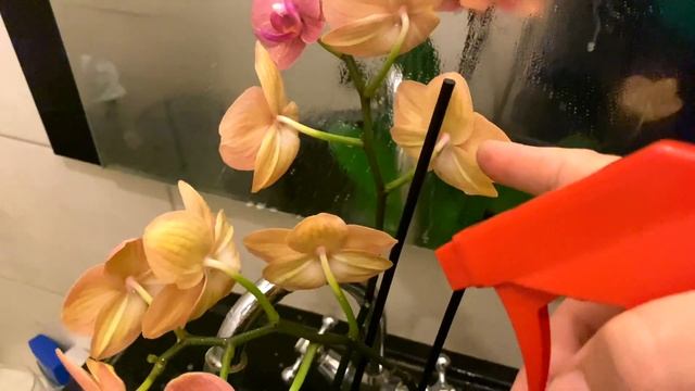 опрыскивание орхидей цветущих от НАСЕКОМЫХ и обзор 5 из 15 октябрьских орхидей смотреть онлайн