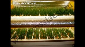 Выращивание лука в подвале