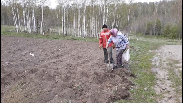 Как правильно сажать картошку!!!!