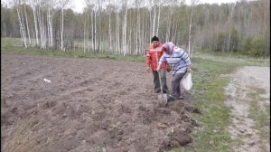 Как правильно сажать картошку!!!!