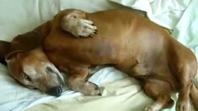 Собака видит сон смотреть онлайн