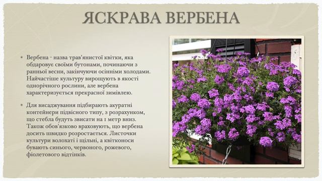 Декоратівні рослини для озеленення балконів та садиб