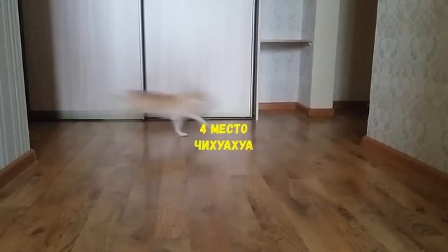 ТОП 5 ЛУЧШИХ ПОРОД СОБАК ДЛЯ КВАРТИРЫ И ДОМА