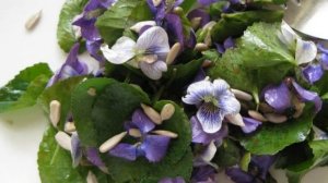 Sweet violet (Viola odorata) edible flowers have already bloomed