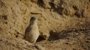 Птенец каменки-плясуньи нахохливается