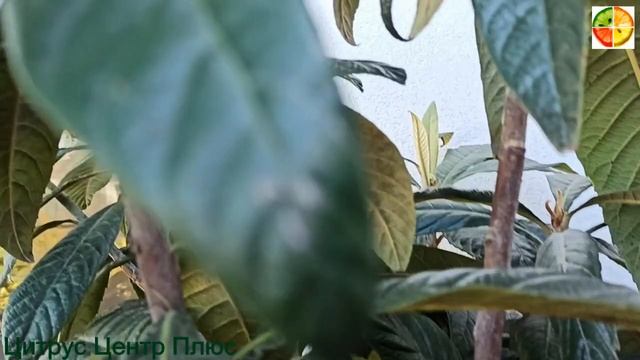 Цветёт мушмула японская смотреть онлайн