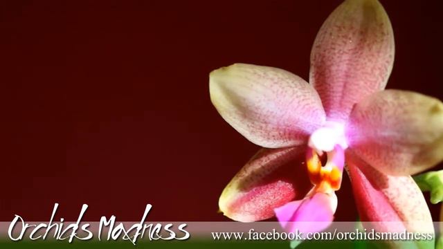 Phalaenopsis Liodoro смотреть онлайн