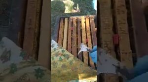 Полоски от клеща с Бипином.