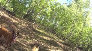Как орет лиса Пришла лиса и орет