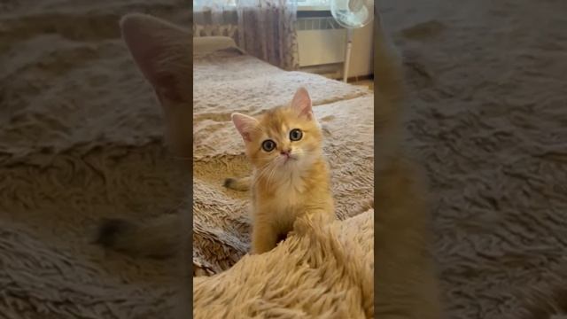Красивый британский котенок - кошечка золотая шиншилла Чика
