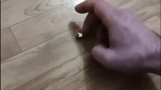 Просто гениально смотреть онлайн