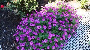 Freshening up Tired Plants