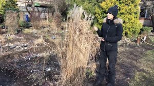 Мискантус китайский сорт Malepartus