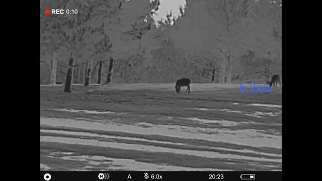 Pulsar Telos LRF XP50 - 5 min Raw Videos - Premium/Upgradeable Thermal смотреть онлайн