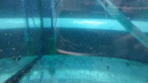 Мальки тернеции glofish кормление артемией 7 день