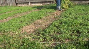 Как избавиться от проволочника на огороде и получить отличный картофель #проволочник.mp4