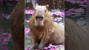 песня капибара