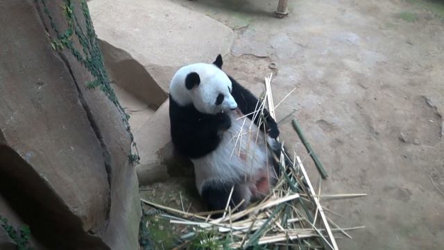 Зоопарк Куала Лумпур ZooNegara смотреть онлайн