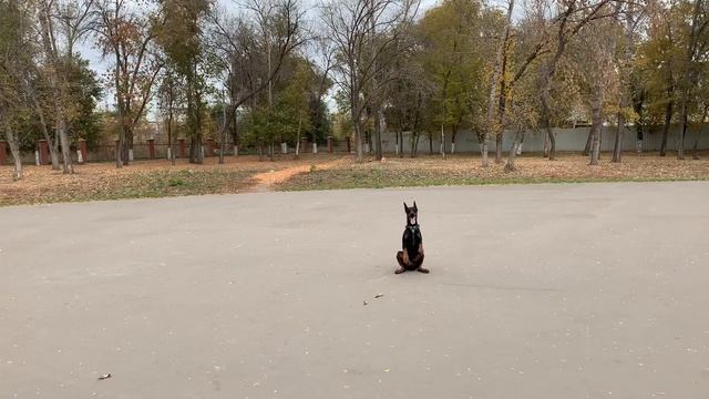 Дрессировка на каждый день доберман Рони, спустя годы. смотреть онлайн