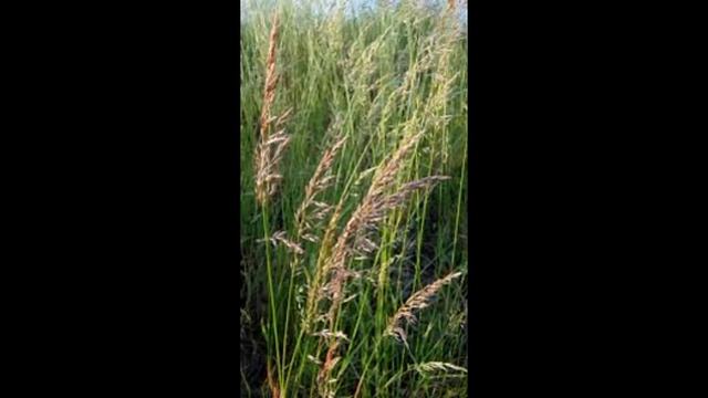 Райграс високий (Arrhenatherum elatius) смотреть онлайн