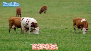 КАК ГОВОРИТ КОРОВА / ЗВУКИ КОРОВЫ 🐮

#корова #звуки коровы #ка_говорит_корова
