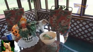 Приколы с кошками и котами #15. Подборка смешных и интересных видео с котами и кошками