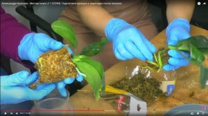 Александра Красина - Мастер КЛАСС // 1 СЕРИЯ. Подготовка орхидеи к пересадке после покупки.