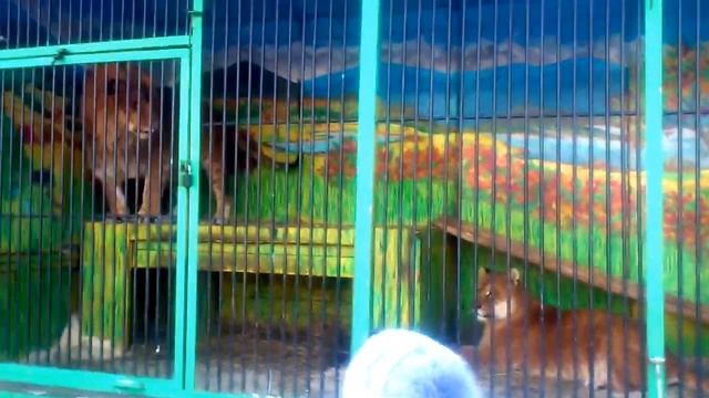 Лигр и Лилигр в Томске, большие кошки забавляются)))