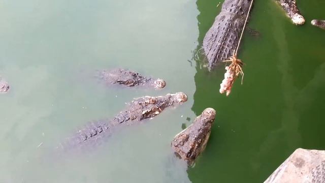 Крокодил не ловится! 🤔 смотреть онлайн