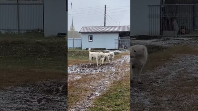 Среднеазиатские овчарки питомника Тимерташ запись на щенков +79048881825 viber what www.timertash.r