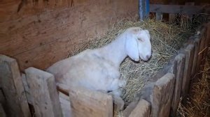 Справились ли мы с хозяйством? Последние сутки пребывания на черничном хуторе. Печки лавочки ВЛОГ