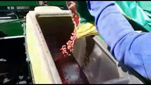 Опытный посев. Гибриды кукурузы НР 183 СВ и НР 271 МВ. Белгородская область