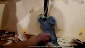 Двухмесячный котёнок Вислоухий шотландец. Скоттиш Фолд