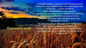 Пожелтели поля..