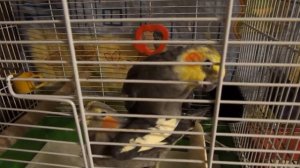 неправильное спаривание корелл