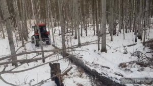 Таскаем лес (дрова) на ЛТЗ-55