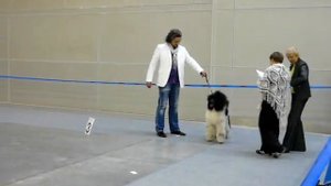 Большой пудель-арлекин на выставке Россия-2010