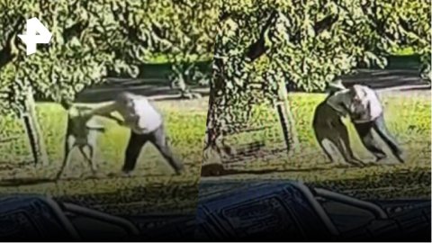 Самый захватывающий бой: мужчина подрался с кенгуру / РЕН Новости
