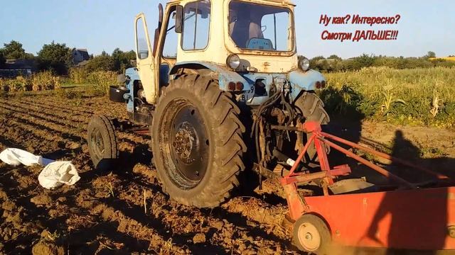 Трактор ЮМЗ копает картошку. Картофелекопалка польская Wirax Копач копалка #vseklevo #синийтрактор
