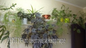 РУМТУР2 /Комнатные цветы/Обзор цветов в квартире  #румтурпоквартире #комнатныецветы #цветывинтерьере